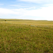 Wild Grass & Alberta Canola Field